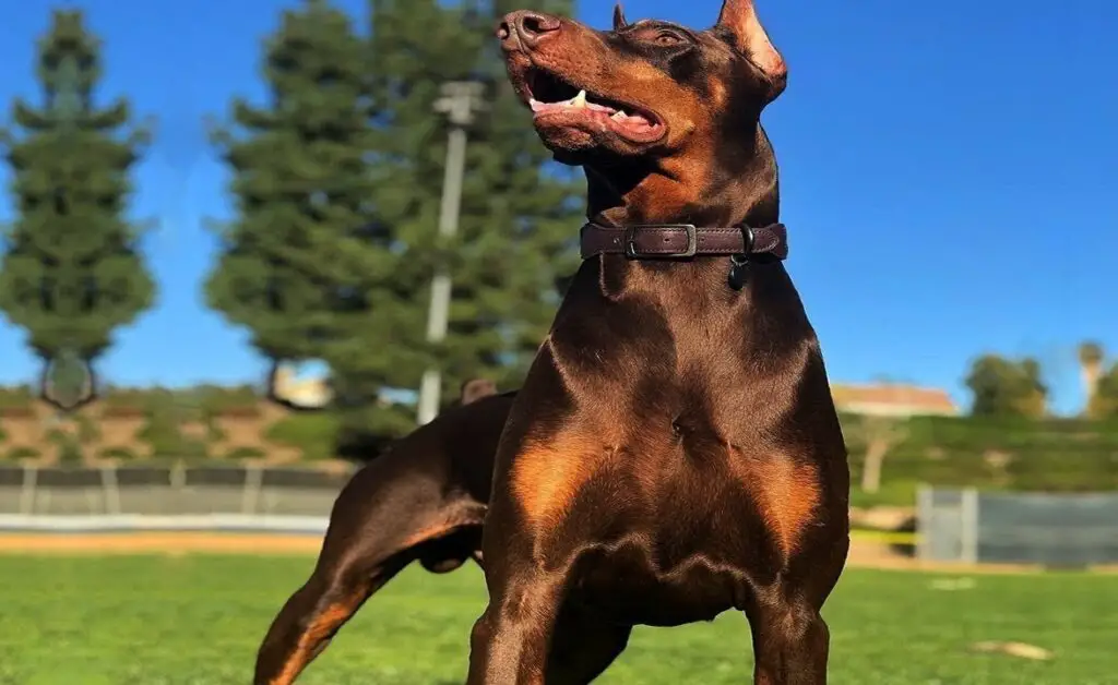 Doberman Pinscher Pitbull-mix