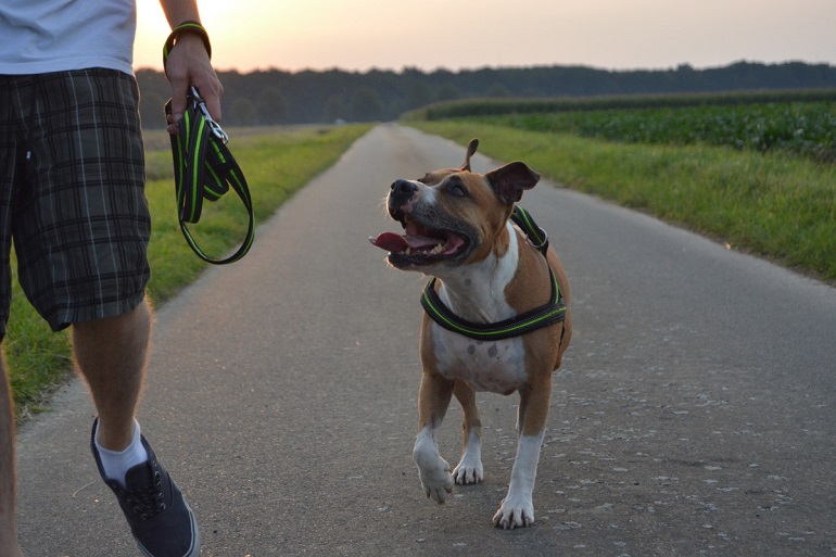 kosten van een hond