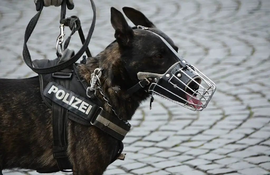 honden van de politie