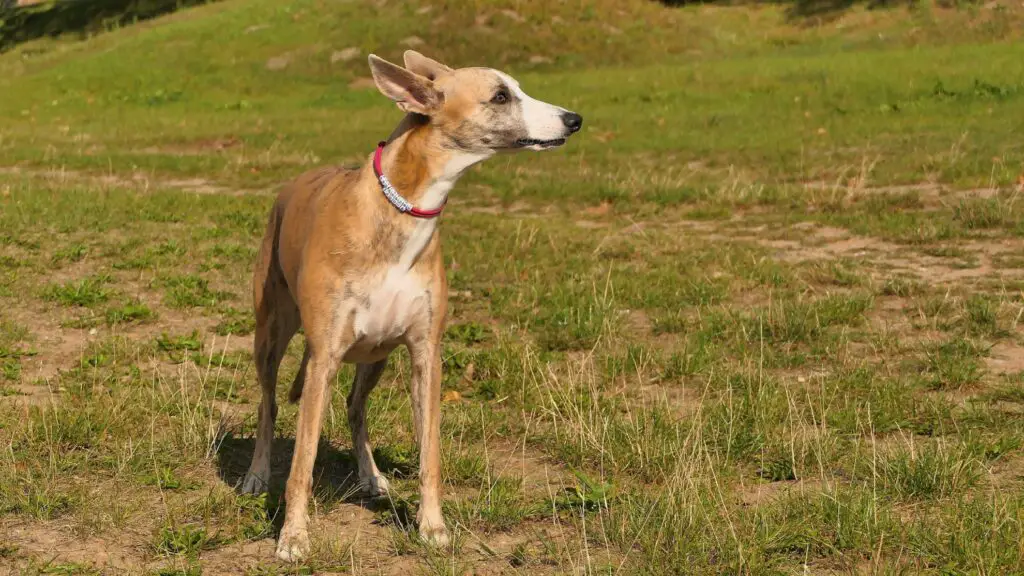 grote magere honden