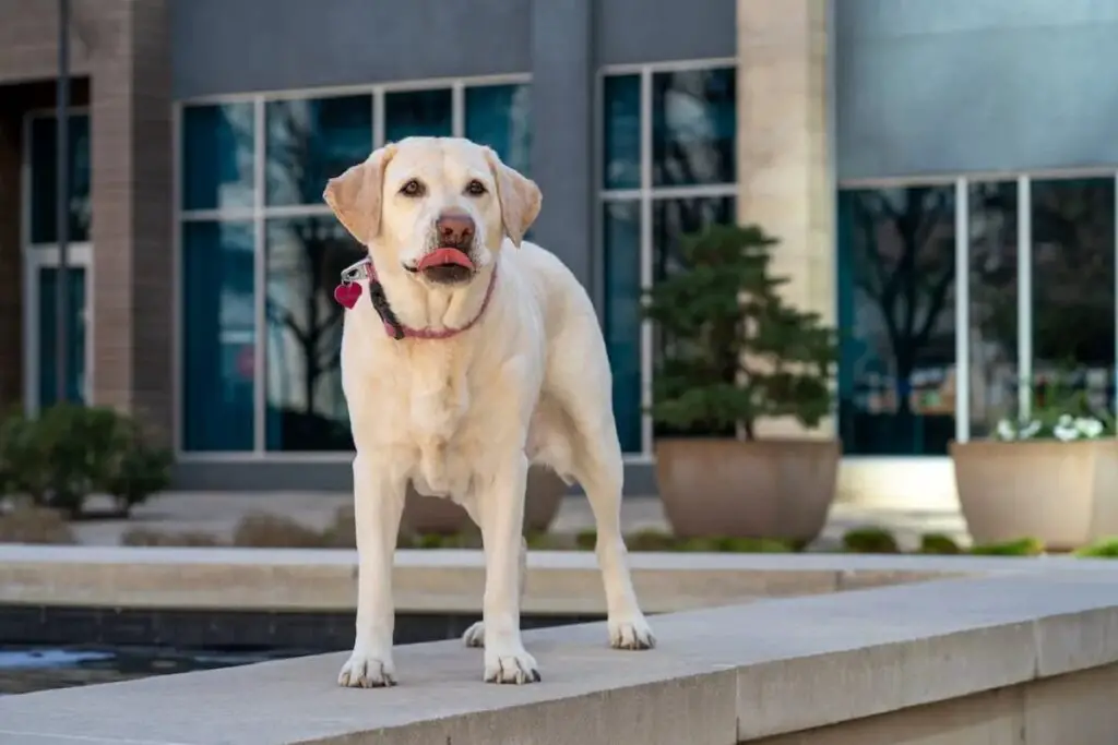 Engelse Labrador Retriever