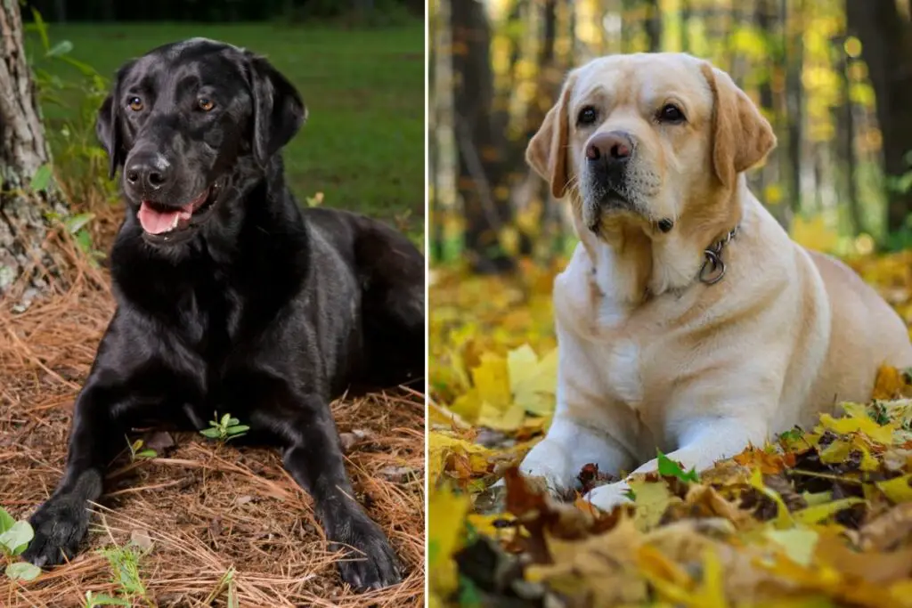 Engelse Labradors versus Amerikaanse Labradors 