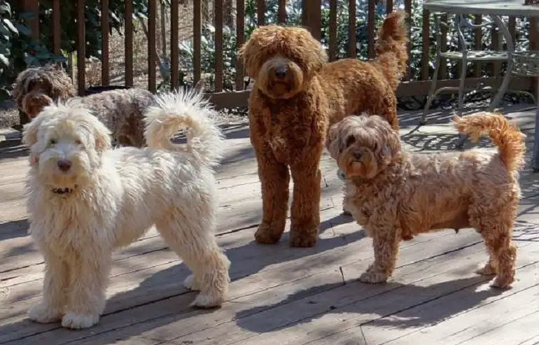 zijn miniatuur labradoodles hypoallergeen
