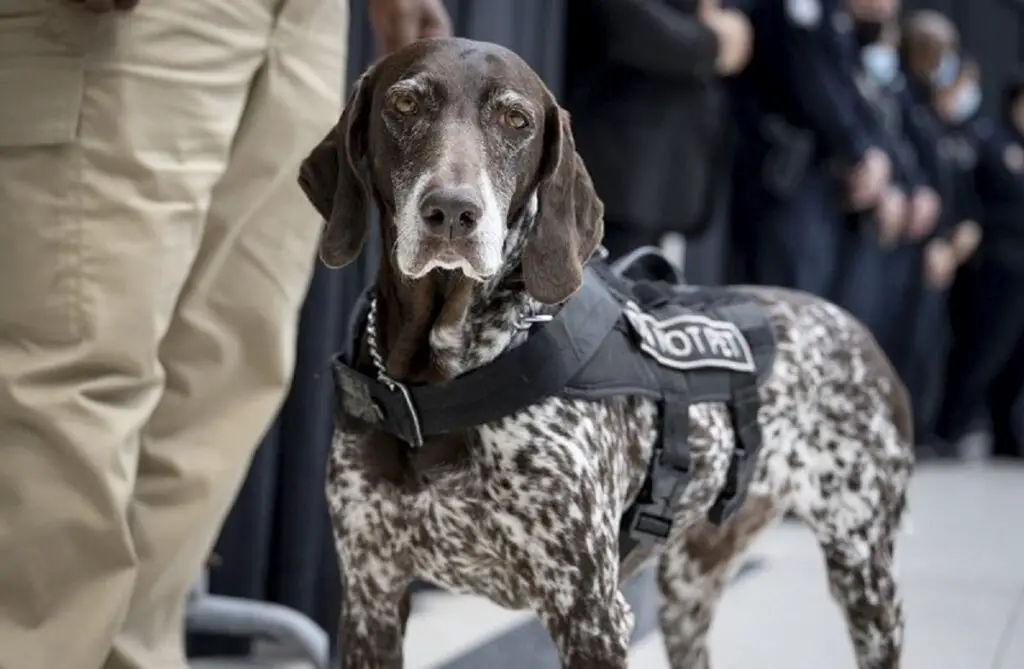 politiehonden
