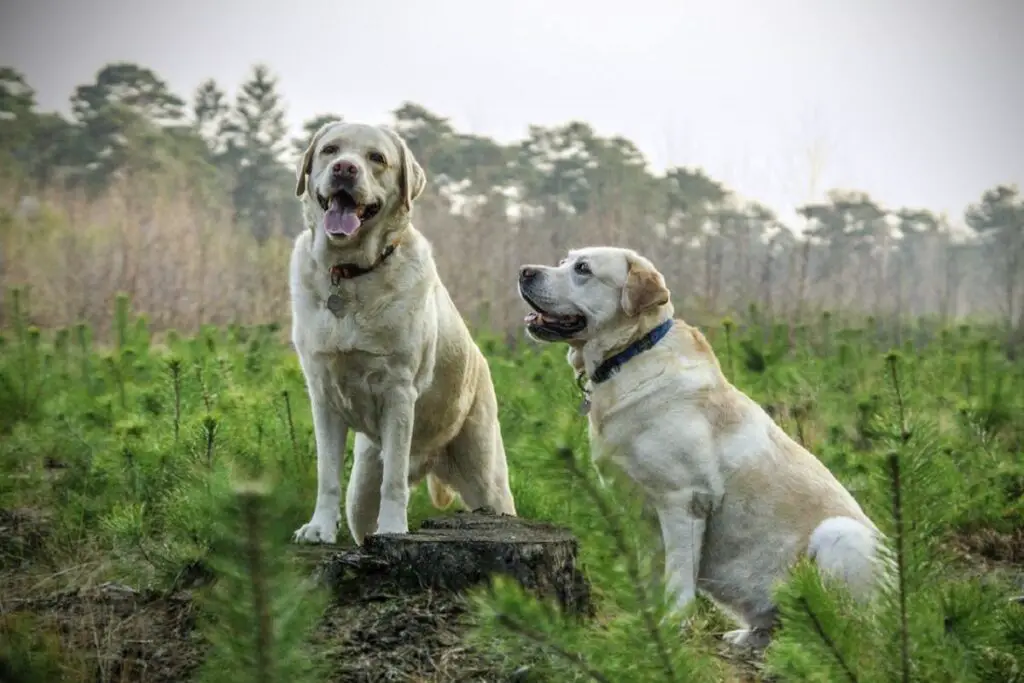 Geschiedenis van Labradors