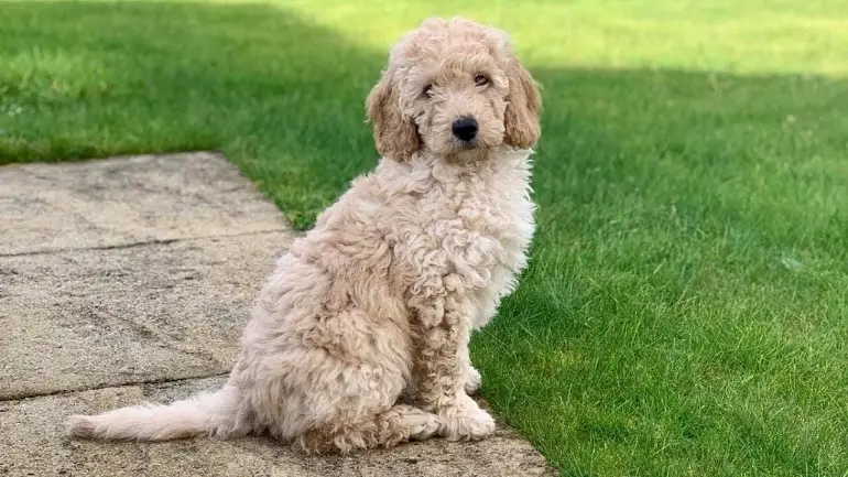 miniatuur labradoodle
