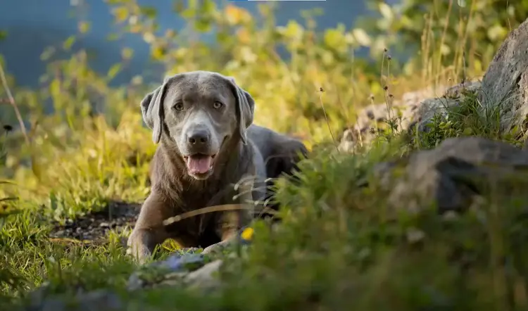 zilveren lab-puppies