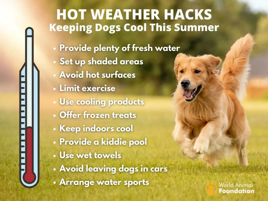 Hacks voor warm weer om honden deze zomer koel te houden