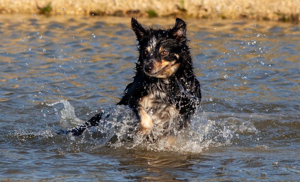 hond koel houden in de zomer
