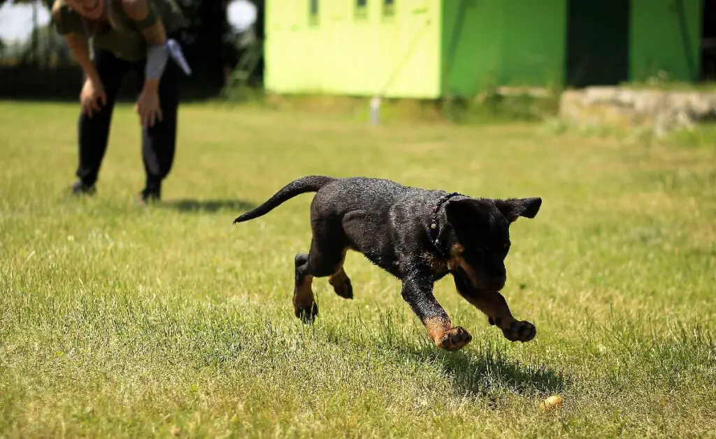 hoe je een hond in een tuin zonder hek kunt houden
