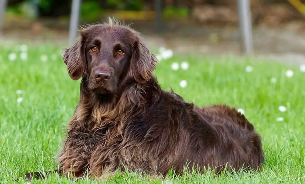 lange magere honden