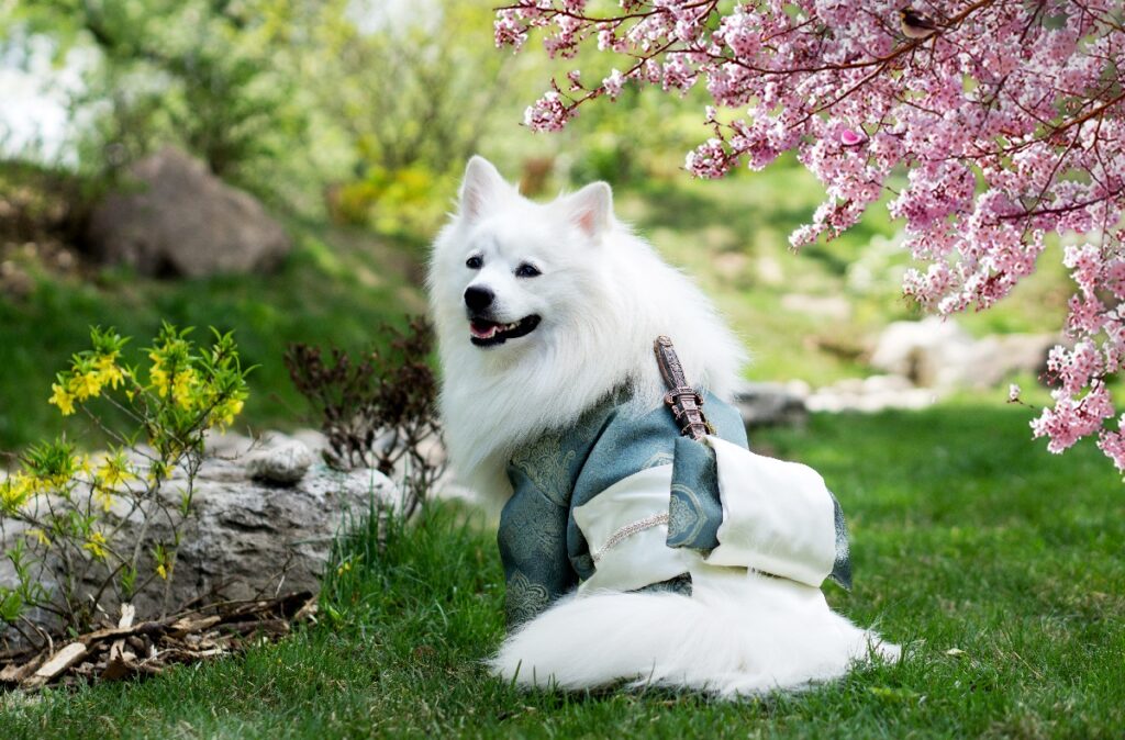 Japanse pluizige hond