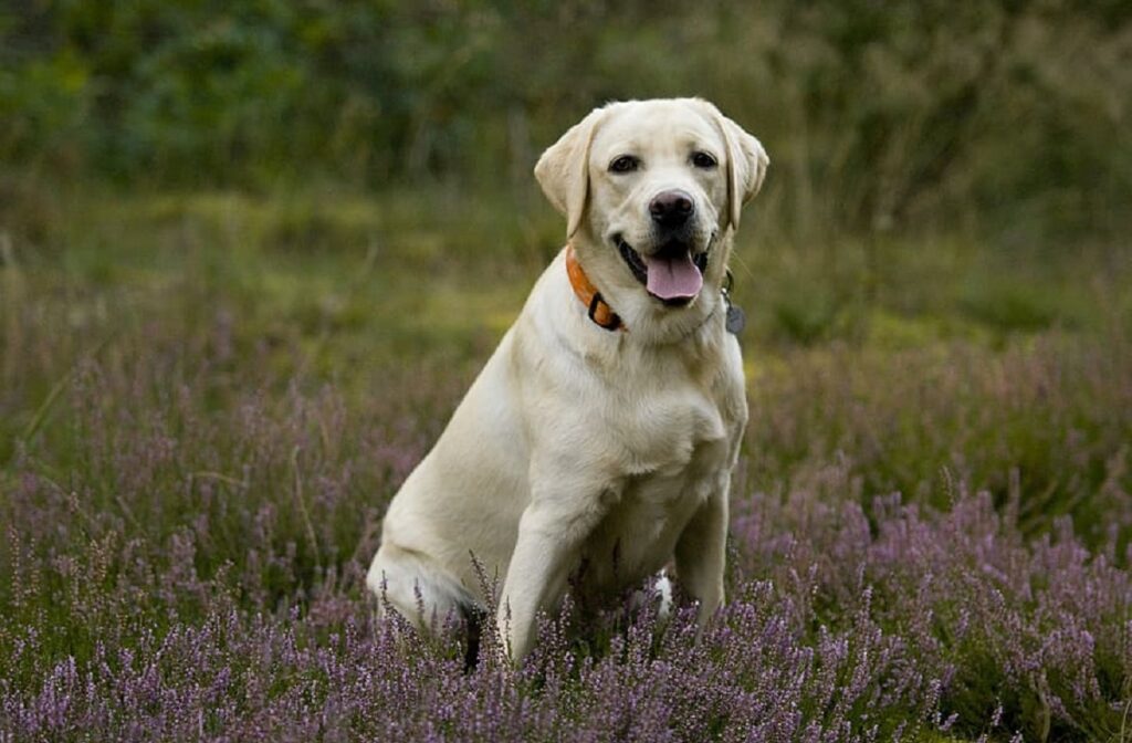 slimste honden in de hondenwereld