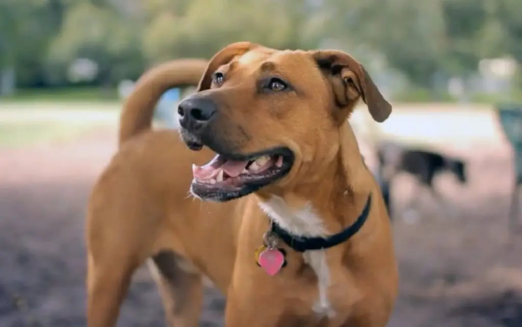 Labrador x Pitbull-mix