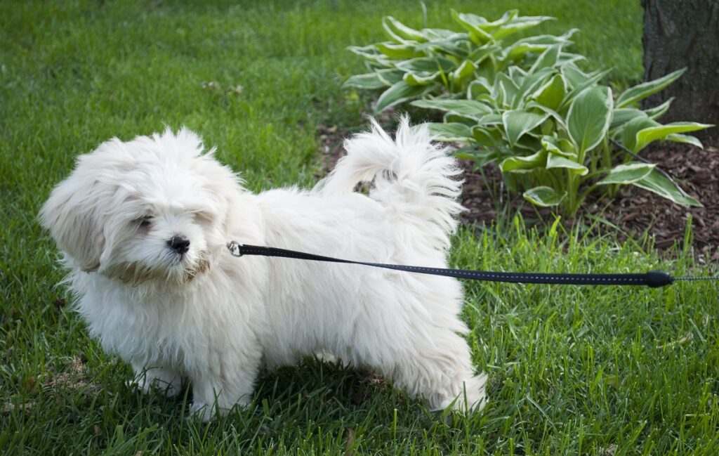 schattige Aziatische honden