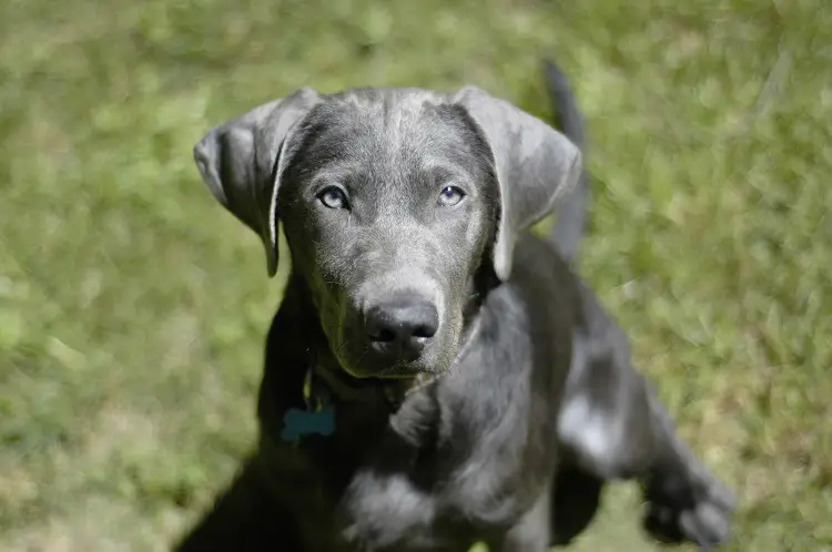 zilveren retriever