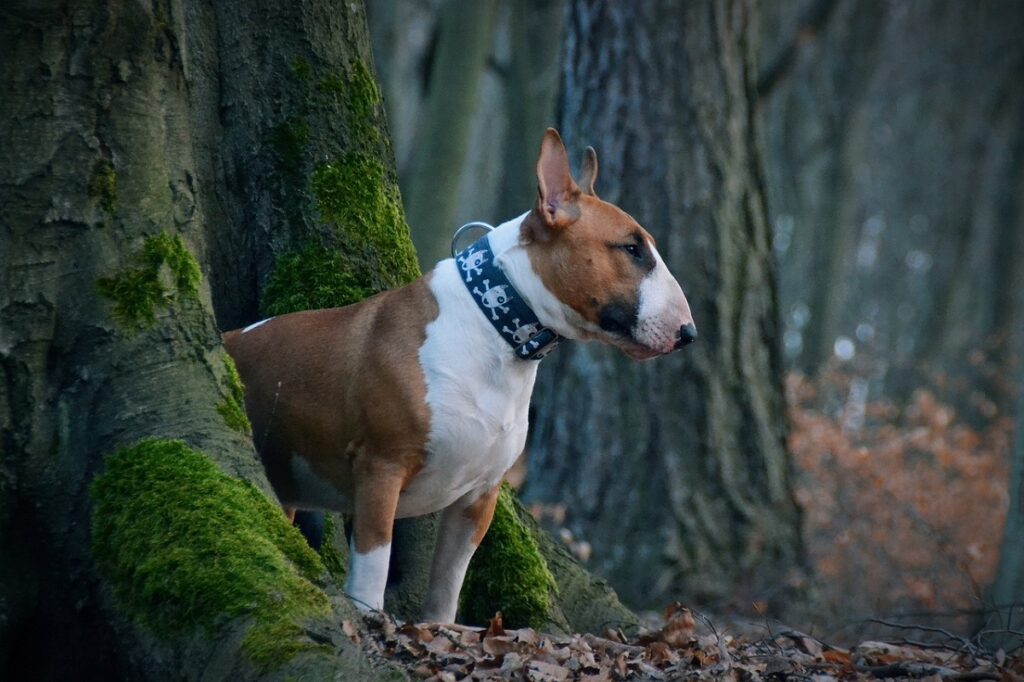 Middelgrote kortharige honden 