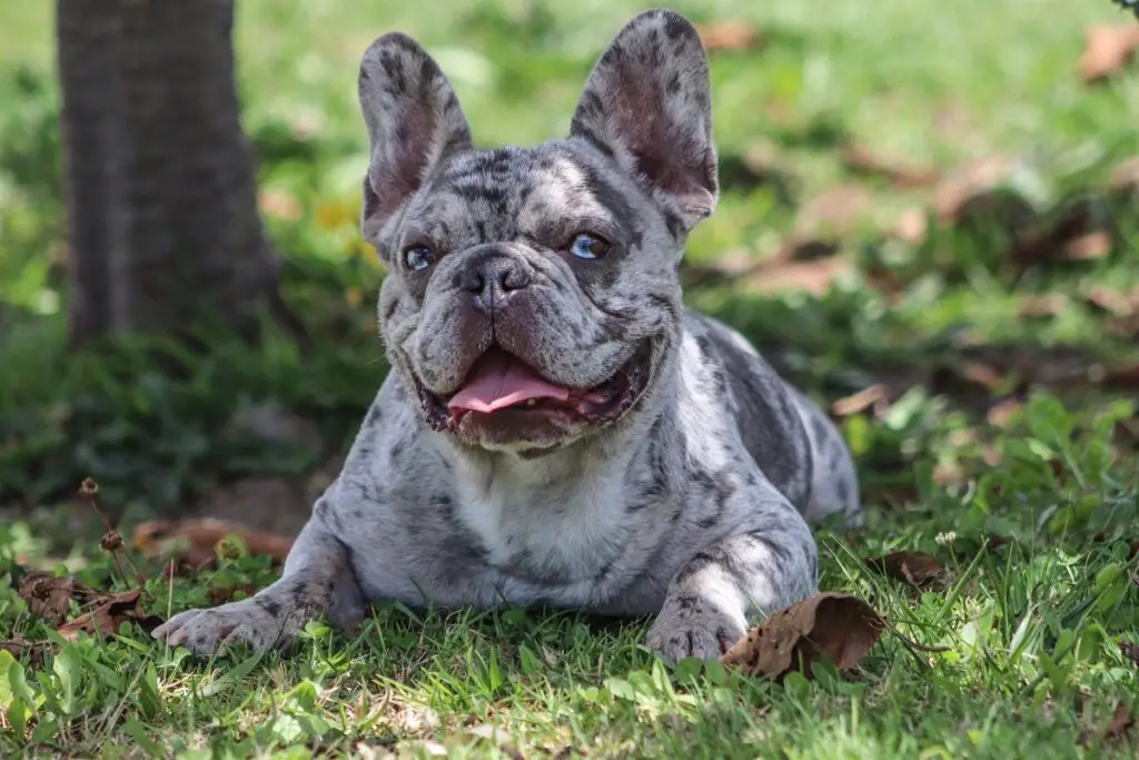 Merle Franse Bulldog