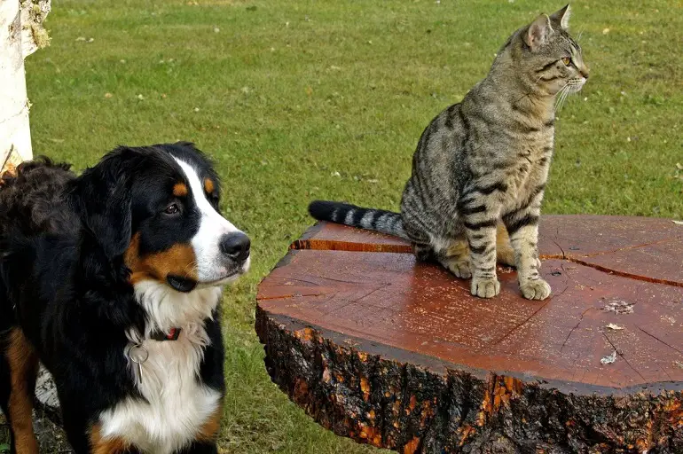 waarom stelen mensen honden?
