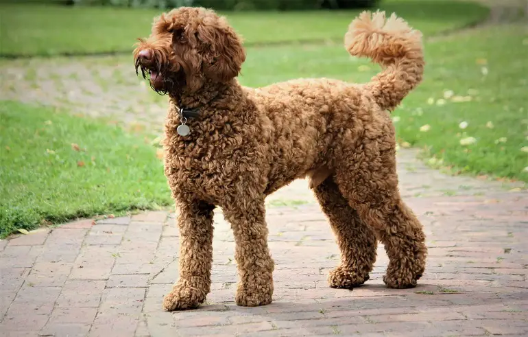 hoe groot is een mini-labradoodle
