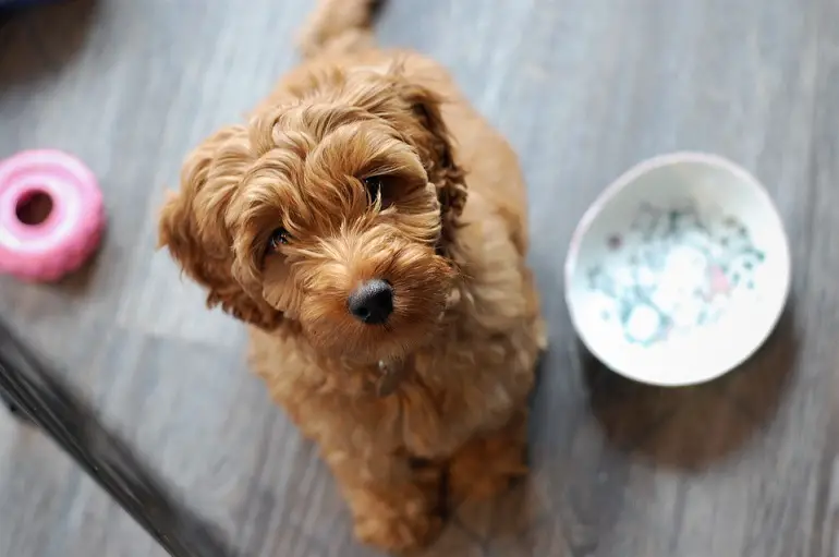 labradoodle klein
