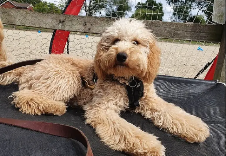 labradoodle klein
