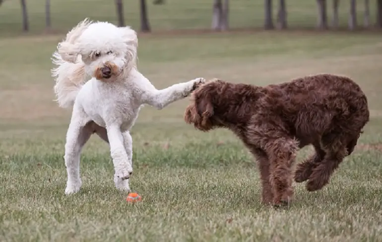 Mini Labradoodle-temperament
