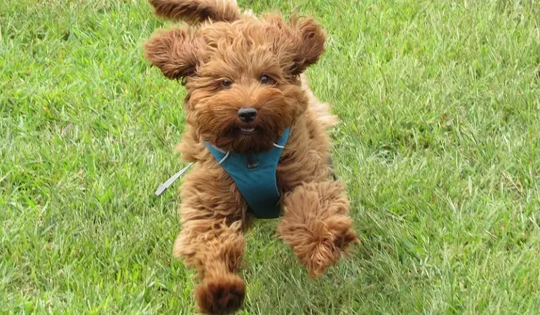 foto's van labradoodles
