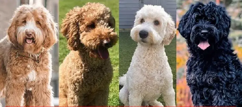 zijn miniatuur labradoodles hypoallergeen
