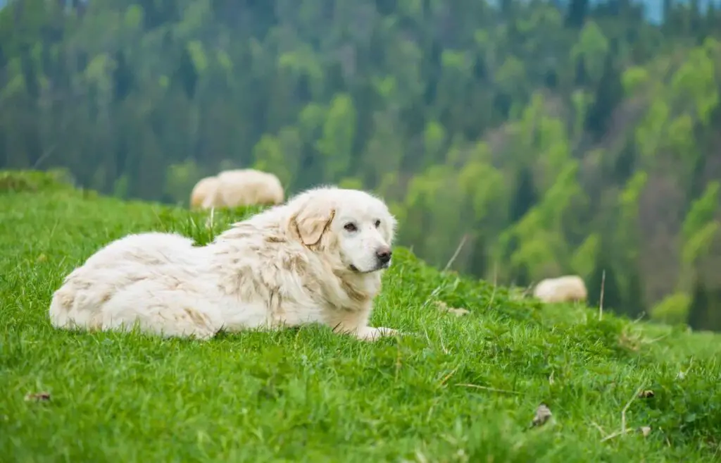 schapen waakhonden
