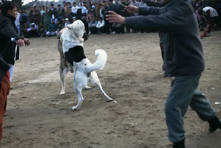 honden vechten