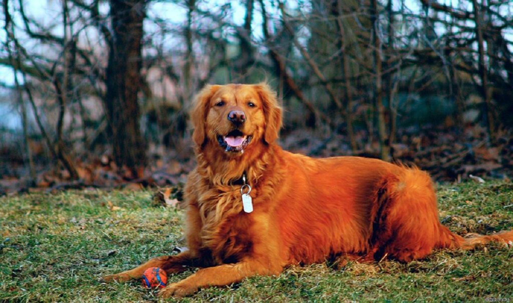 Rode Gouden Retrievers