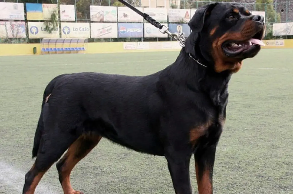 honden voor twee doeleinden