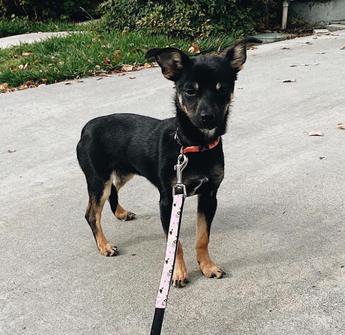 Chihuahua Rottweiler-mix