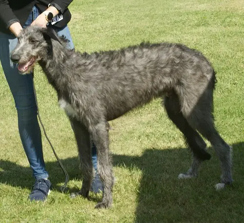 foto's van grote honden
