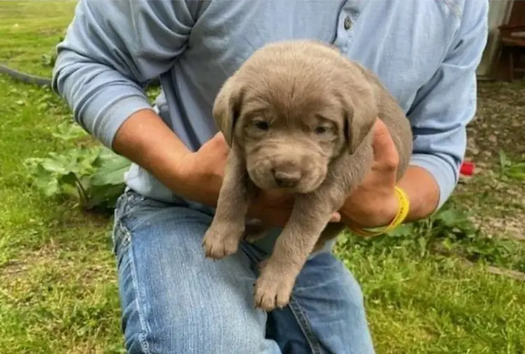 zilveren laboratoriumpuppy