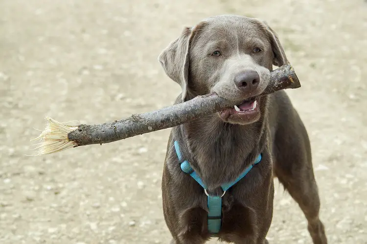 grijze labrador