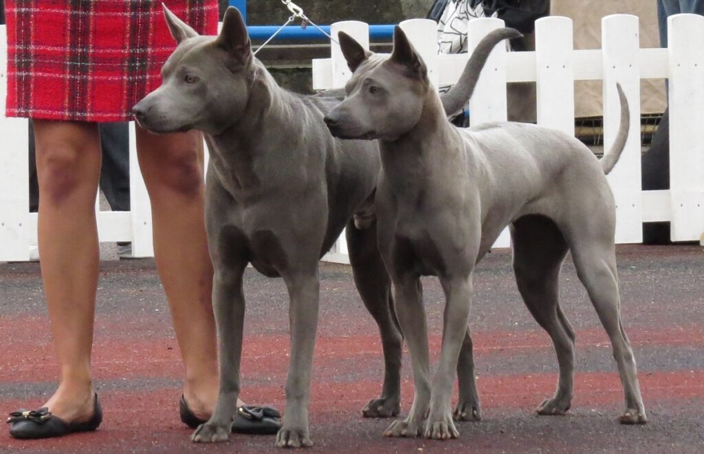 Thaise Ridgeback