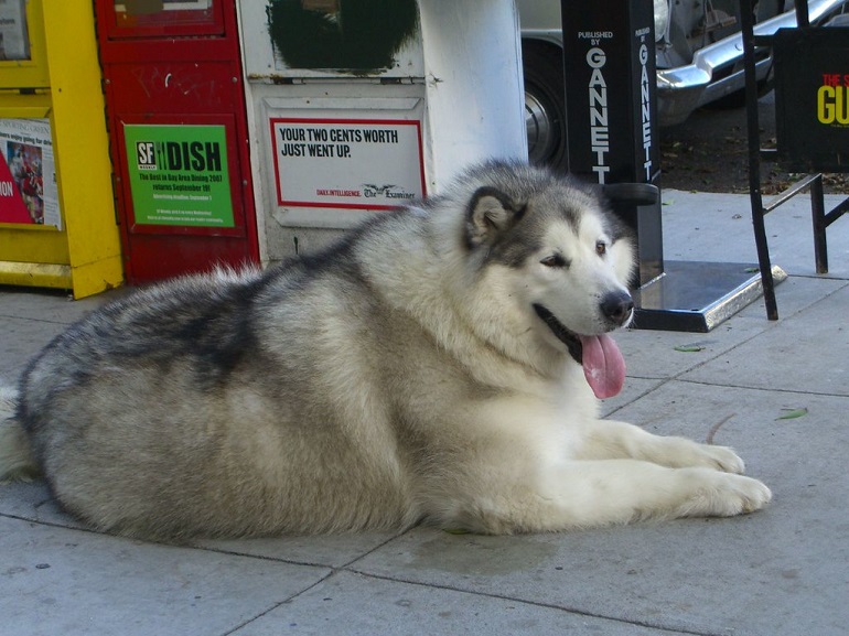 Hoeveel kosten honden om te adopteren?