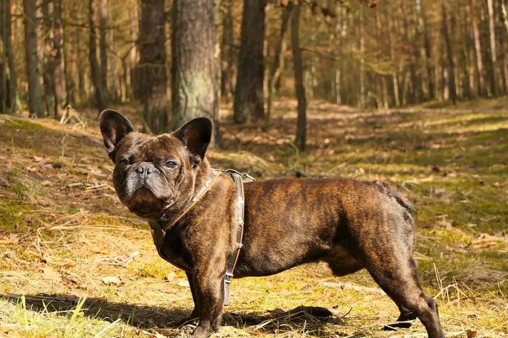 Tijgergestroomde Franse Bulldog