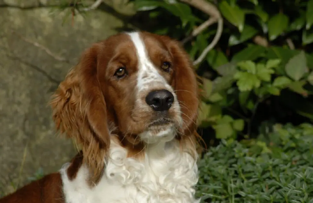 jacht op spanielrassen
