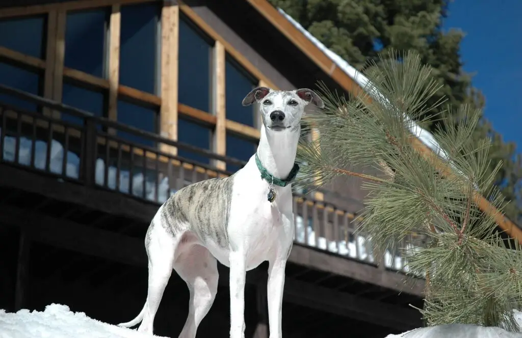 Whippet hondenras