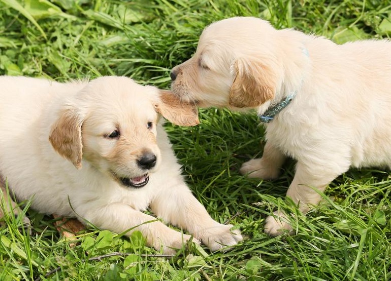 gemiddelde kosten van een puppy
