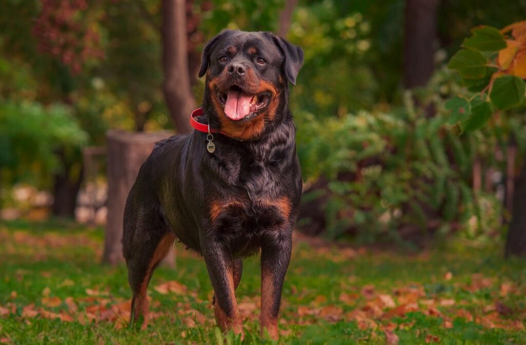 esthetische honden
