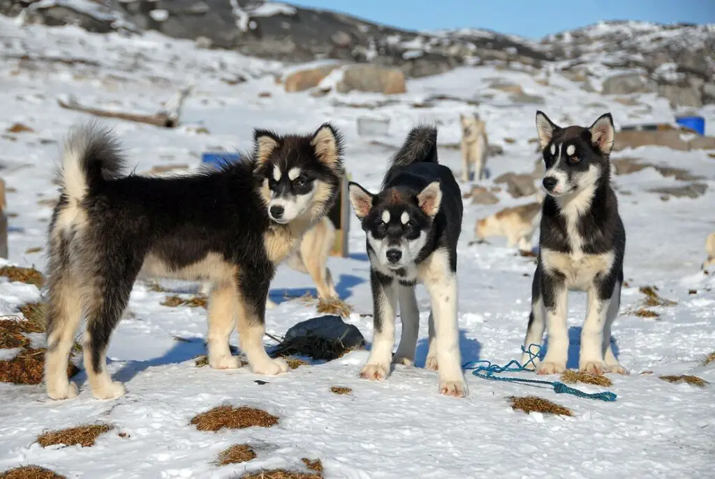 hondenrassen uit Alaska