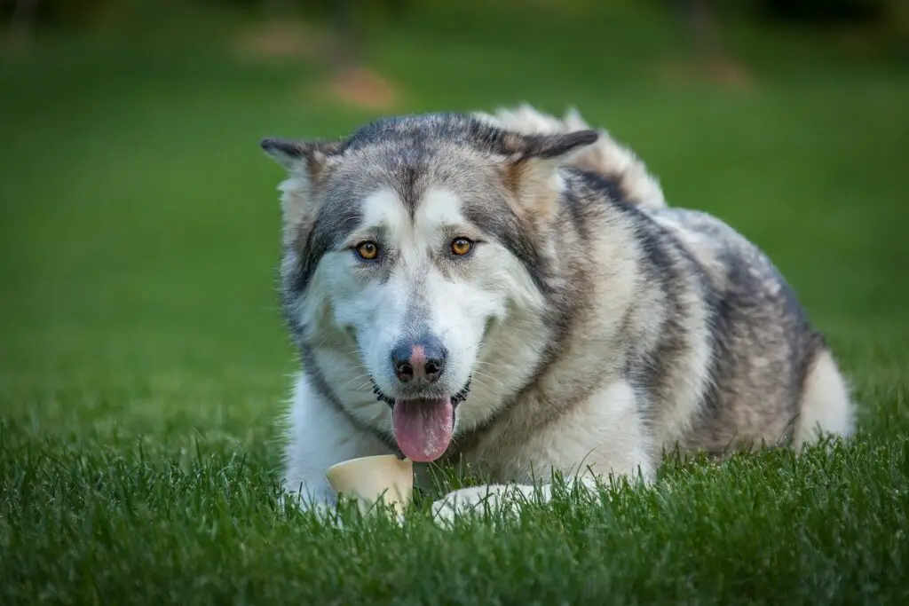 Alaskan spuugt
