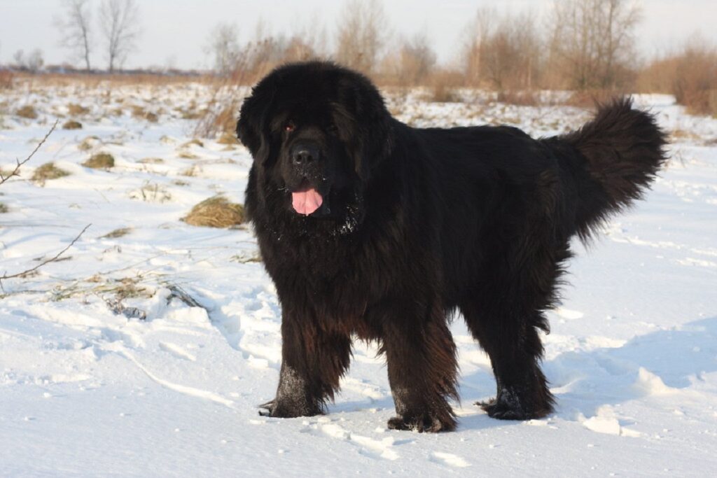 geheel zwarte Berner Sennenhond
