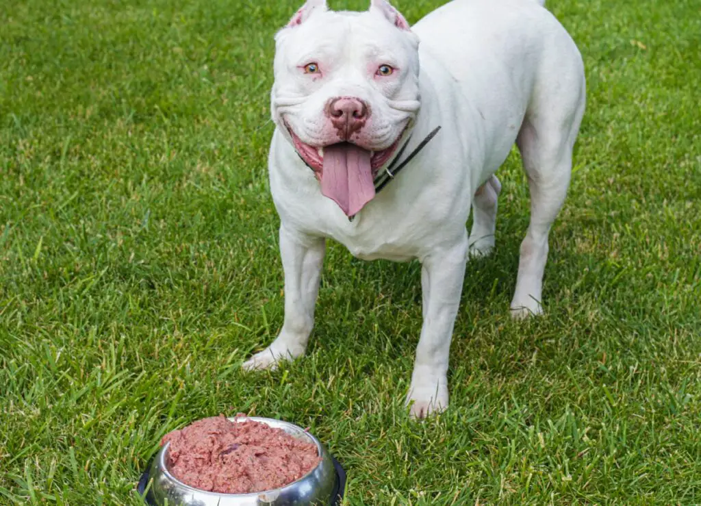 gemiddelde leeftijd van een middelgrote hond