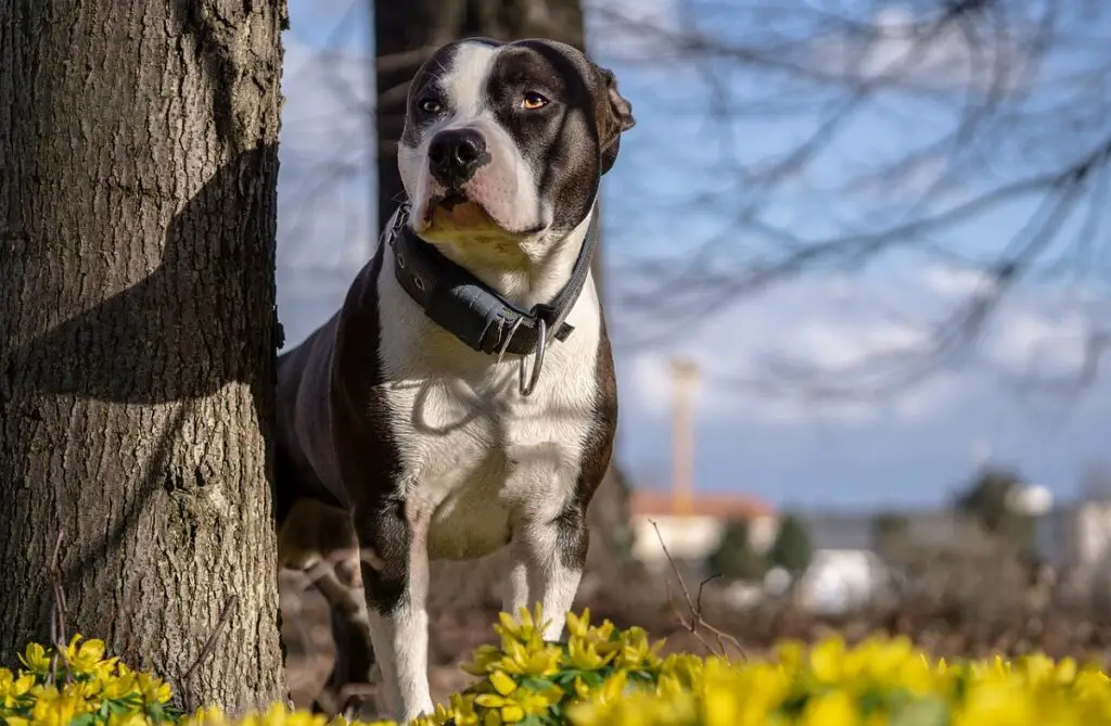 mooie grote honden
