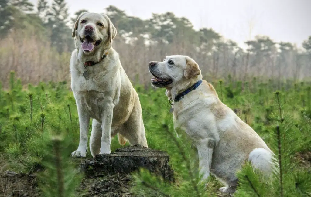 beste rassen voor geleidehonden
